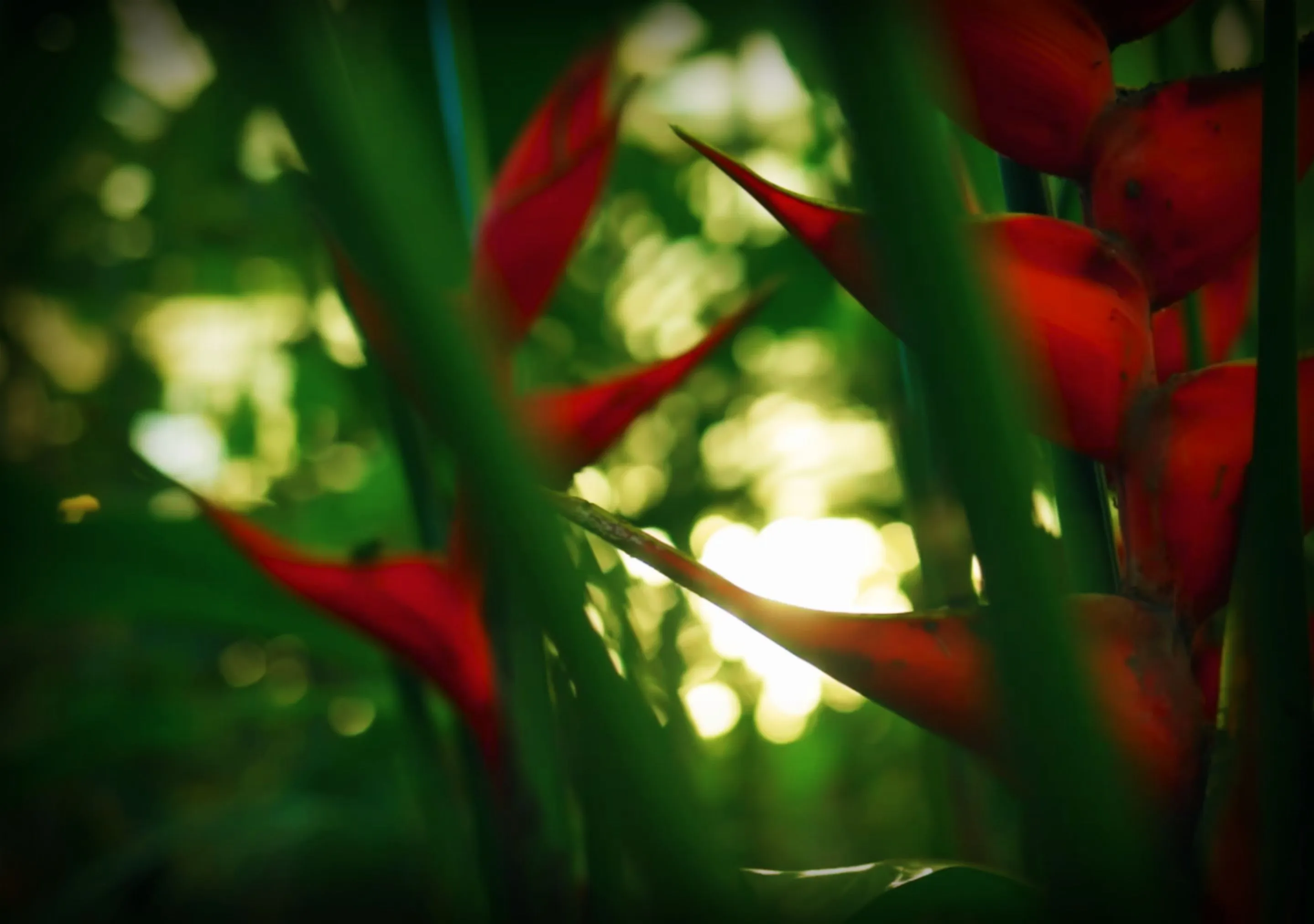 Close-up of vibrant red heliconia flowers with lush green leaves.
