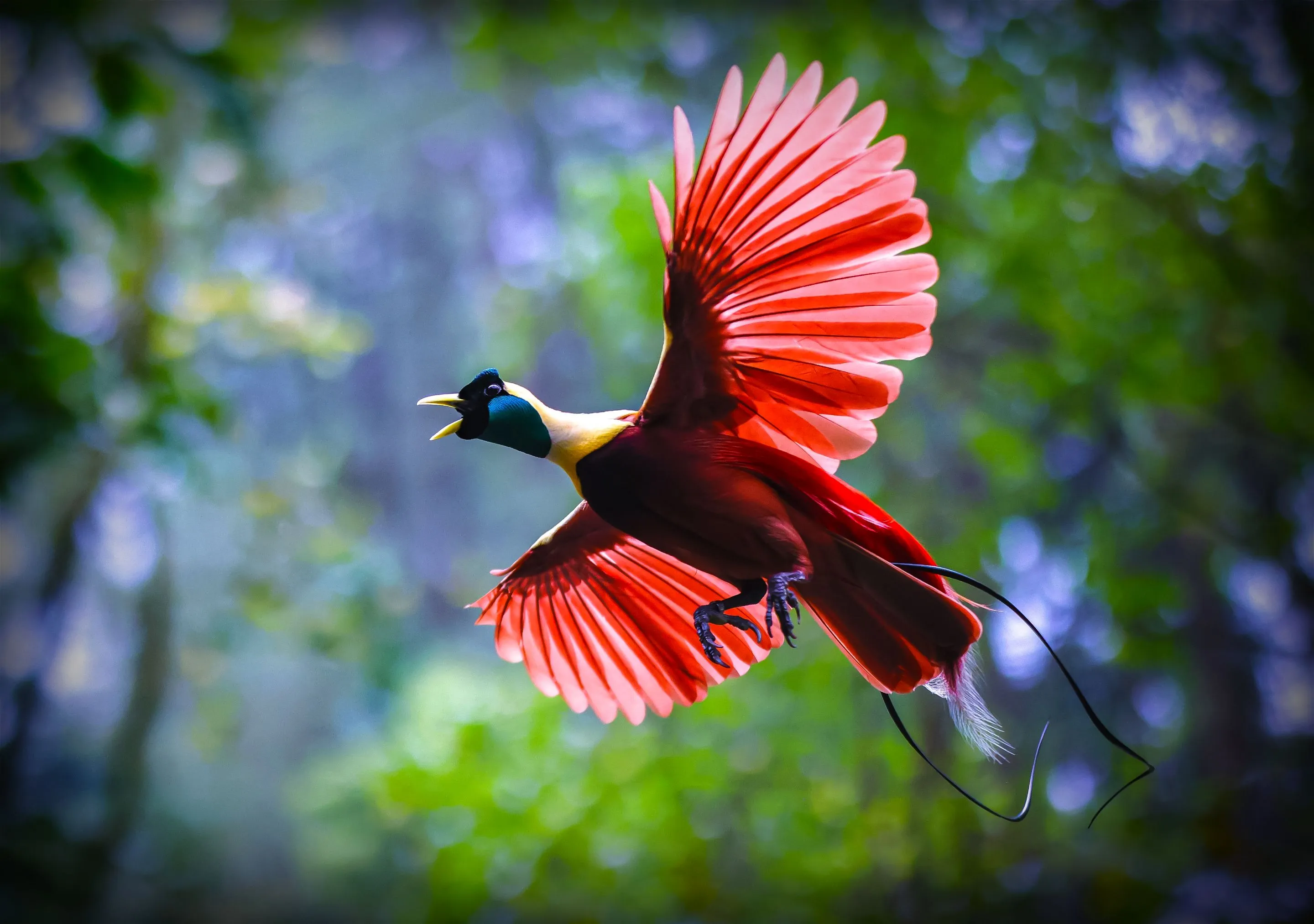 Colorful bird with red wings flying in a forest.
