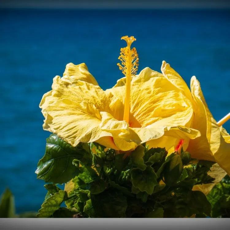 To Know the Happiness of Flowers. 
